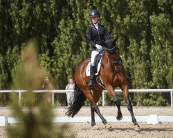 dressage horse Buckingham's Barclay (Deutsches Reitpferd, 2016, from Buckingham)