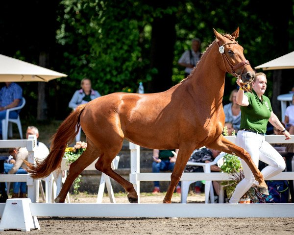 dressage horse Vesta Amara (Hanoverian, 2019, from Valverde NRW)