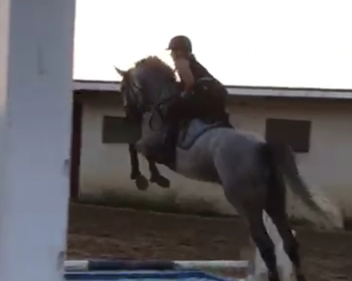 Springpferd Kaira (Mecklenburger, 2012, von Kaiserwind)
