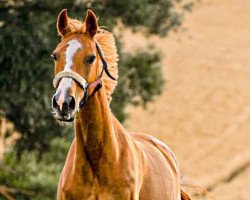 broodmare Deliane (Mecklenburg, 1999, from Duros 3471)