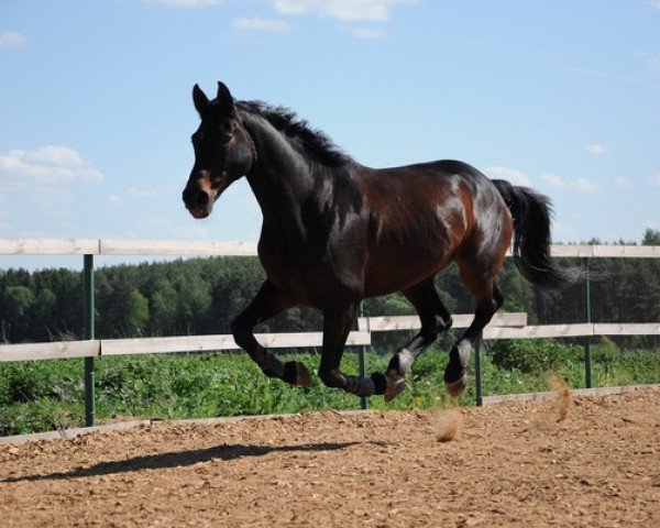 horse Stranger Vemex (Czech Warmblood, 1995, from Topas-14)