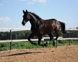 Pferd Stranger Vemex (Tschechisches Warmblut, 1995, von Topas-14)