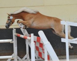 jumper Nikita (8,20% ox) (Edelbluthaflinger, 2012, from Allgaier (8,59% ox))