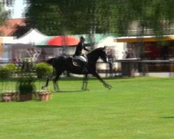 jumper Emily B (Hanoverian, 2006, from El Bundy)