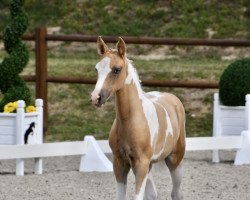 dressage horse Nova Star (Lewitzer, 2022, from Nancho's Golden Star)