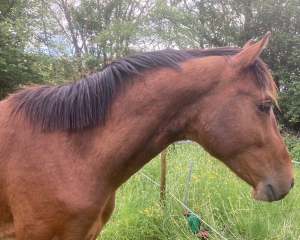 jumper Kazimir le Brise-Coer (Oldenburg show jumper, 2020, from Kazan Z)