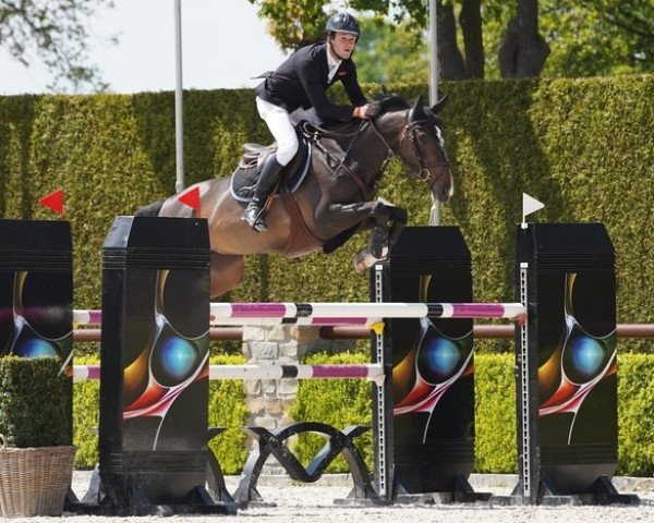 jumper Godlike van de Kapel (Belgium Sporthorse, 2012, from Balthazar Vp Wisbecq)
