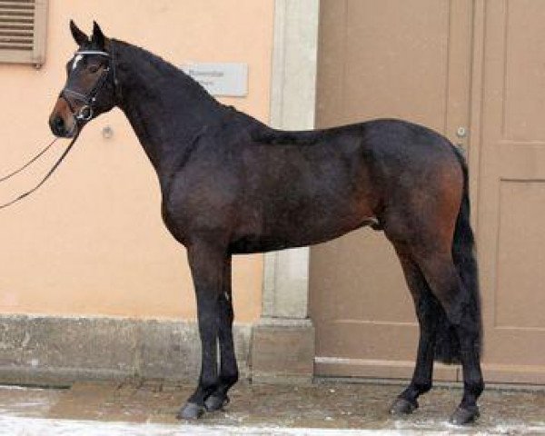 jumper Lahnstein (German Sport Horse, 2008, from Levistano)