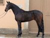 stallion Lahnstein 4 (German Sport Horse, 2008, from Levistano)