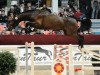 jumper Lancoon (German Sport Horse, 2009, from Levistano)