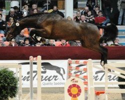 jumper Lancoon (German Sport Horse, 2009, from Levistano)