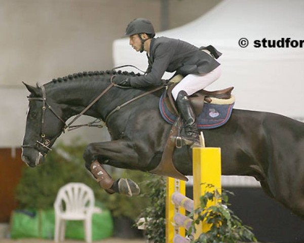 stallion Obus Delcour Wisbecq (Belgium Sporthorse, 1998, from Joly St. Hubert)