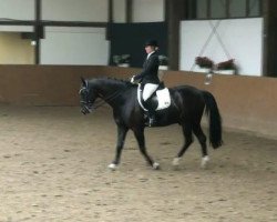 dressage horse Dainty Diamond (Westphalian, 2004, from Dali X)