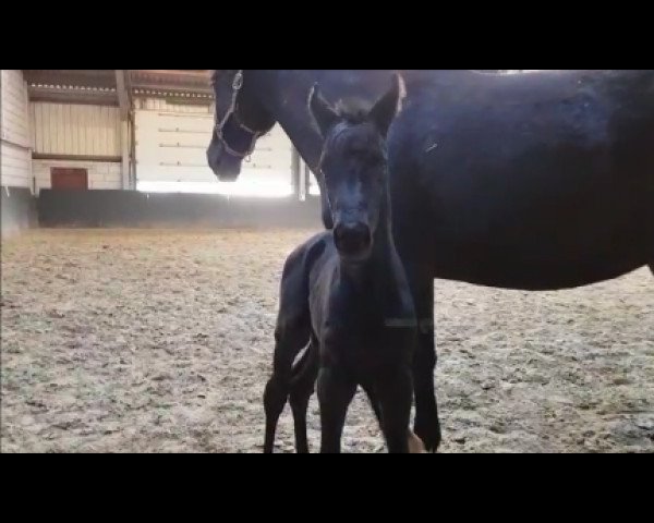 dressage horse K.C. Lohengrin (Hanoverian, 2022, from Lord Europe)