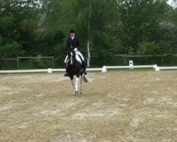 dressage horse Fenena 6 (Westphalian, 2002, from Florestan I)