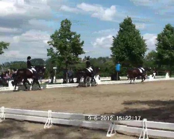 horse Highlight Arabella (Hanoverian, 2006, from Hochadel)