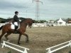 dressage horse Rocking Rhythm (Westphalian, 2002, from Rolls Royce)