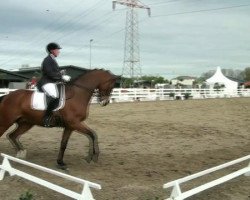 dressage horse Rocking Rhythm (Westphalian, 2002, from Rolls Royce)