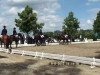 dressage horse Dario (Westphalian, 2000, from Danny de Vito 2)