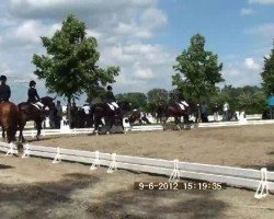 dressage horse Dario (Westphalian, 2000, from Danny de Vito 2)