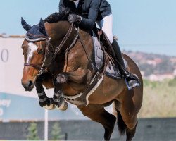 jumper Teorene de Poheton (Selle Français, 2007, from Mylord Carthago)