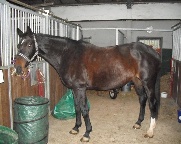 Pferd Feine Cardinale (Hannoveraner, 1993, von Feiner Graf)