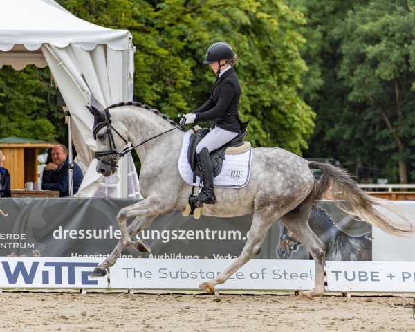 dressage horse Double Cream WE (German Riding Pony, 2018, from Double Diamond)