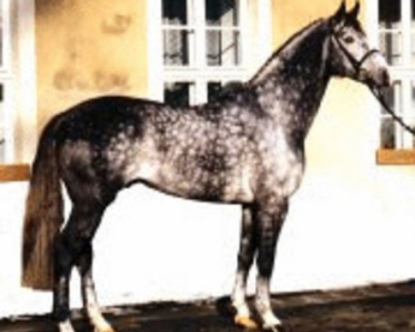 stallion Festival Westfalia (Westphalian, 1992, from Florestan I)