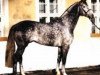 stallion Festival Westfalia (Westphalian, 1992, from Florestan I)