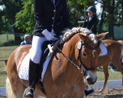 dressage horse Dunja 1017 (Haflinger, 2016, from Bastjaan)