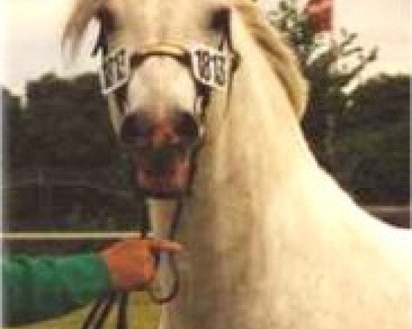 stallion Teglstrup Duke (Connemara Pony, 1986, from Øxenholm Marble Jr)