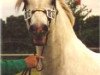 Deckhengst Teglstrup Duke (Connemara-Pony, 1986, von Øxenholm Marble Jr)