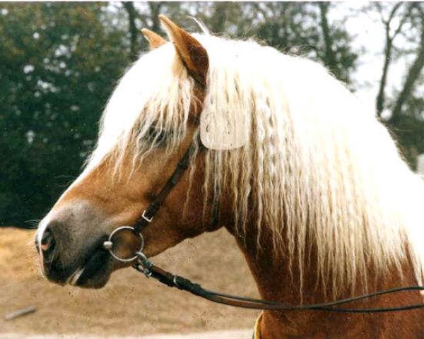 stallion Nasall (Haflinger, 1986, from Nissan)