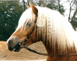 stallion Nasall (Haflinger, 1986, from Nissan)