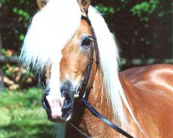 stallion Nastral (Haflinger, 1990, from Nasall)