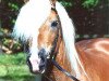 stallion Nastral (Haflinger, 1990, from Nasall)