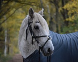 horse Ballyerk Boyo (Connemara Pony, 2010, from Clonfert Boy)