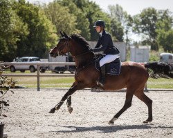 jumper Finkenhof's Casaqui (Rhinelander, 2016, from Casallco)