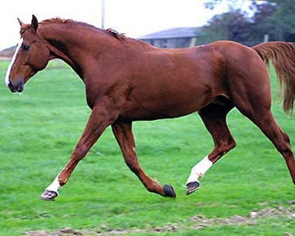 stallion Vas Y Donc Longane (Selle Français, 1987, from Grand Veneur)