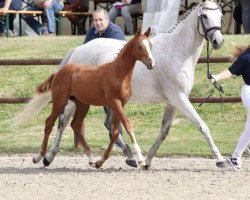 horse Konstanze STEF AML (Mecklenburg, 2022, from Kämmerer)