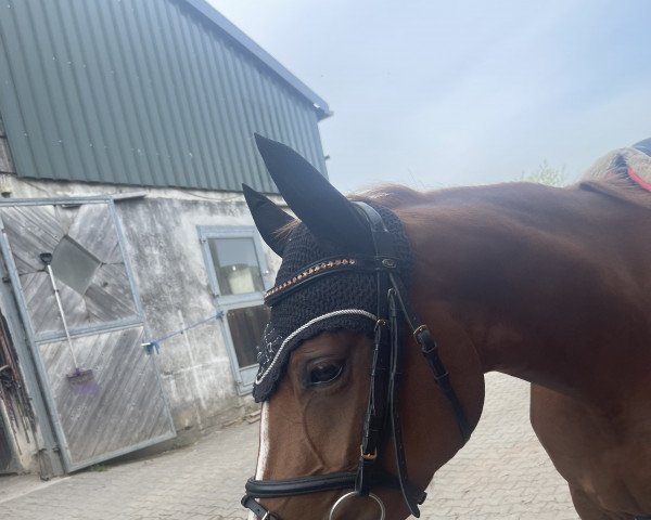 dressage horse Stute von Dreiklang AT / Marsvogel xx (German Riding Pony, 2019, from Dreiklang AT)