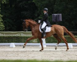 dressage horse For Keni (Hanoverian, 2013, from Foundation 2)