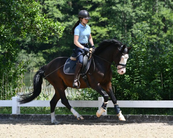 stallion Bin Quietschbunt...na Und Ea W (German Riding Pony, 2018, from Black eyed peas WE)