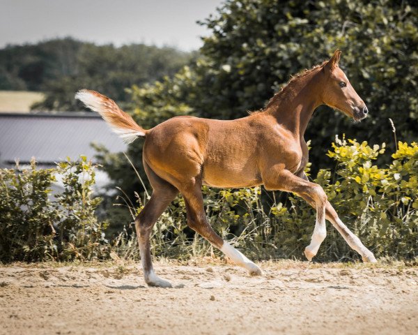 dressage horse Dein Anwalt (German Riding Pony, 2022, from D-Gold AT NRW)