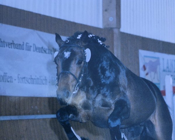 horse Curtis is wonderful (German Riding Pony, 2002, from Colonel)