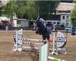 jumper Lescuria (German Sport Horse, 2016, from Larimar)