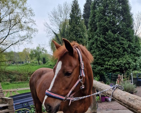 broodmare Mary Stuart (German Riding Pony, 2004, from Marsvogel xx)