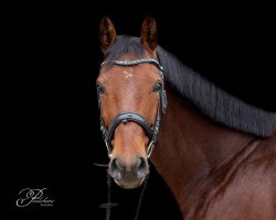 dressage horse Renax (Austrian Warmblood, 2012, from Revanche de Rubin)