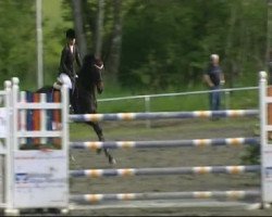 jumper Colando 11 (Hanoverian, 2003, from Contendro I)