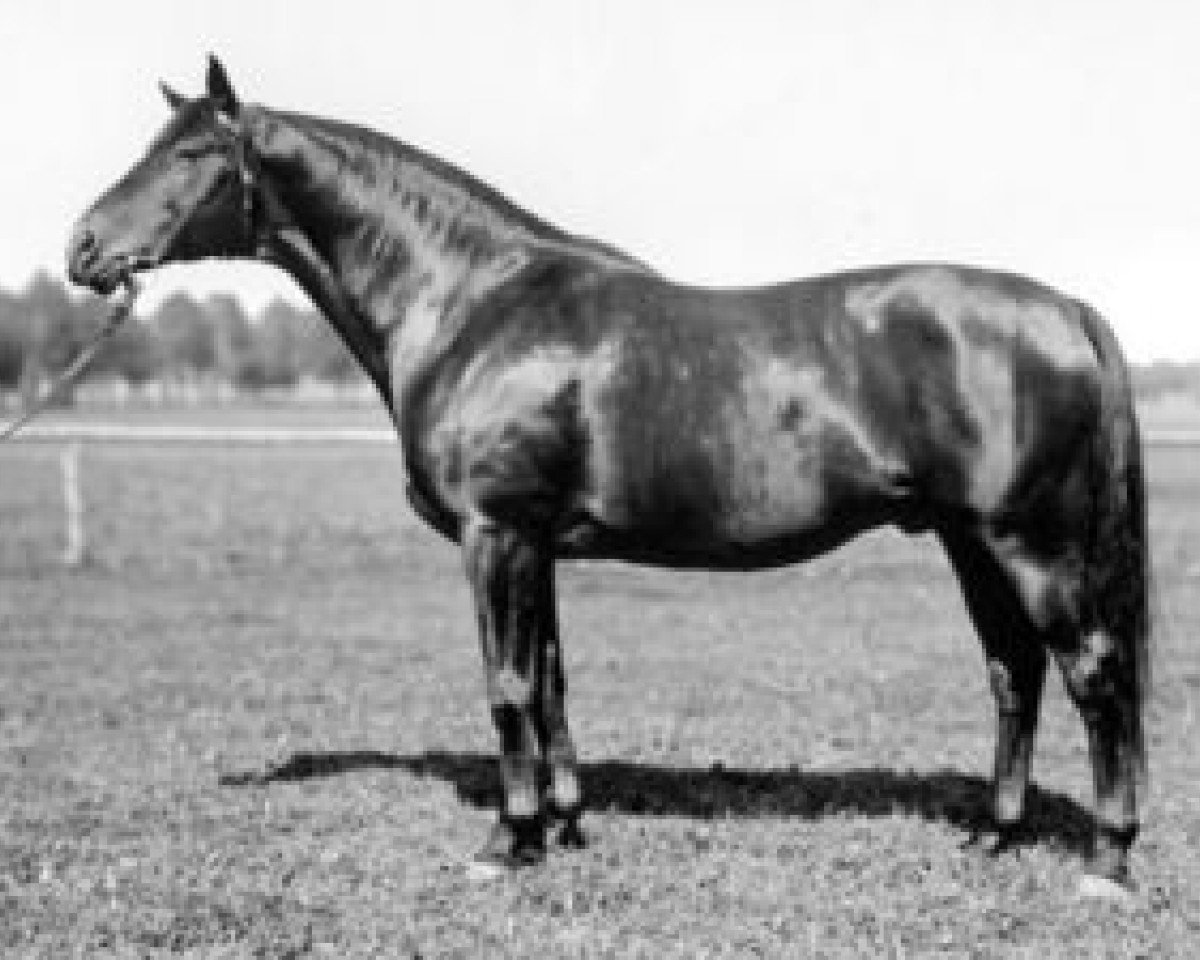 Deckhengst Pilger (Trakehner, 1926, von Luftgott)